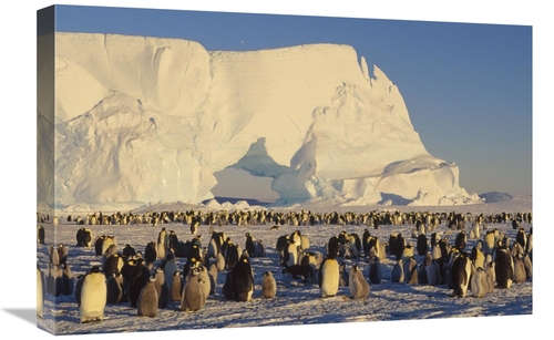 Global Gallery GCS-452371-1624-142 16 x 24 in. Emperor Penguin Rookery