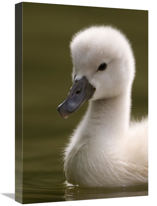 Global Gallery GCS-398235-1624-142 16 x 24 in. Portrait of A Mute Swan