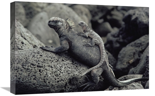 Global Gallery GCS-450810-1624-142 16 x 24 in. Marine Iguana & Juvenil