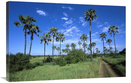 Global Gallery GCS-452549-2436-142 24 x 36 in. Borassus Palm Along Dir