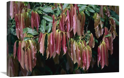 Global Gallery GCS-398551-2030-142 20 x 30 in. Young Red Leaves Lackin