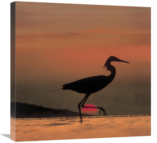 Global Gallery GCS-396163-2424-142 24 x 24 in. Little Egret Silhouette