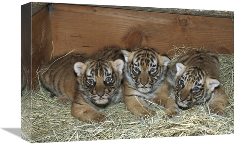 Global Gallery GCS-450815-1218-142 12 x 18 in. Indochinese Tiger Cubs 