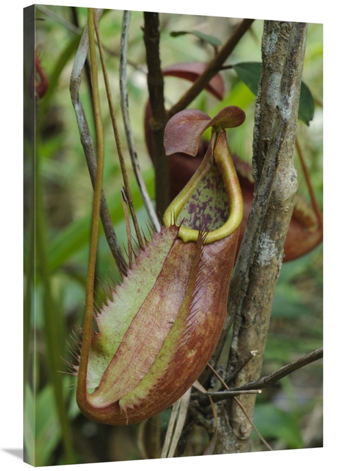 Global Gallery GCS-397571-2436-142 24 x 36 in. Pitcher Plant Pitcher&#