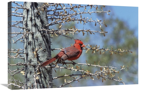 Global Gallery GCS-452537-2030-142 20 x 30 in. Northern Cardinal Male 