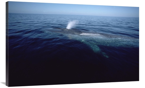 Global Gallery GCS-450606-44-142 44 in. Blue Whale Spouting, Sea o