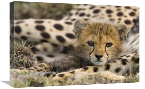 Global Gallery GCS-395812-1624-142 16 x 24 in. Cheetah Cub Portrait&#4