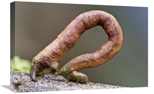 Global Gallery GCS-395551-1624-142 16 x 24 in. Looper Moth Caterpillar