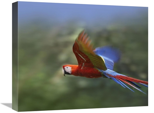 Global Gallery GCS-395996-1620-142 16 x 20 in. Scarlet Macaw Flying&#4