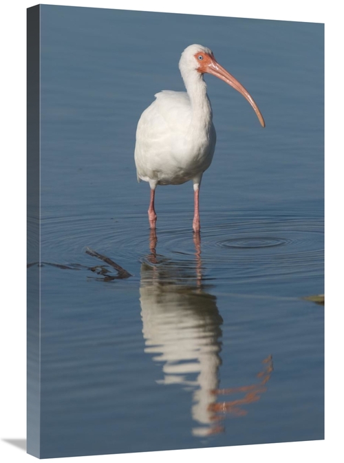 Global Gallery GCS-397289-2030-142 20 x 30 in. White Ibis, Fort My
