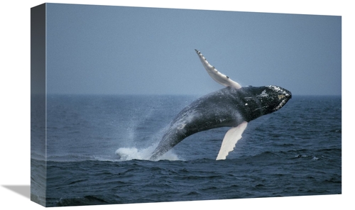 Global Gallery GCS-453571-1218-142 12 x 18 in. Humpback Whale Breachin