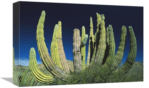 Global Gallery GCS-398478-1218-142 12 x 18 in. Cardon Cactus, Baja