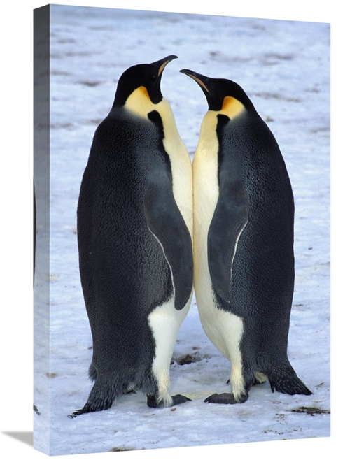Global Gallery GCS-453440-1624-142 16 x 24 in. Two Emperor Penguina Fa