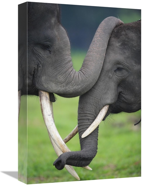 Global Gallery GCS-398106-1218-142 12 x 18 in. Asian Elephant Pair Pla