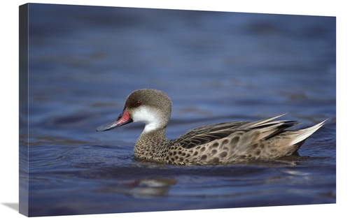 Global Gallery GCS-451766-2030-142 20 x 30 in. White-Cheeked Pintail M