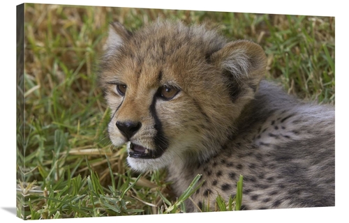 Global Gallery GCS-450859-2436-142 24 x 36 in. Cheetah Cub Portrait
