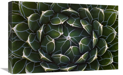 Global Gallery GCS-395326-1624-142 16 x 24 in. Queen Victorias Agave&#