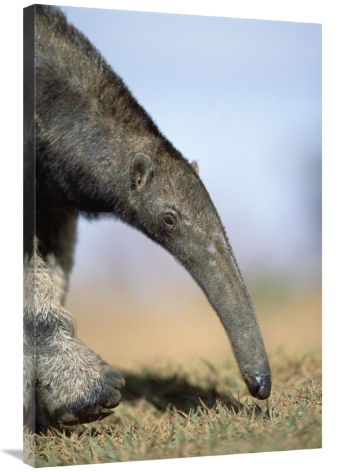 Global Gallery GCS-451578-2436-142 24 x 36 in. Giant Anteater Foraging
