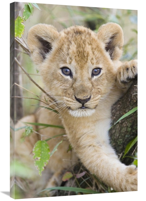 Global Gallery GCS-395861-2436-142 24 x 36 in. African Lion Six to Sev