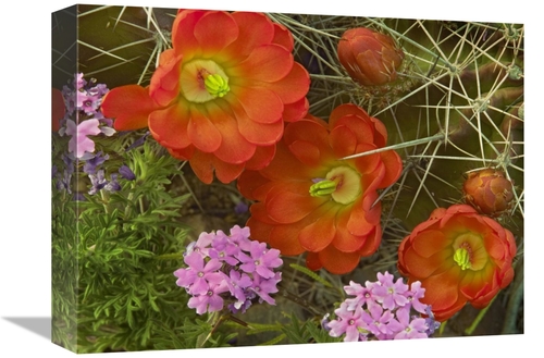 Global Gallery GCS-396836-1216-142 12 x 16 in. Claret Cup Cactus & Ver