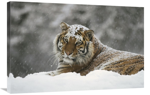 Global Gallery GCS-452333-2436-142 24 x 36 in. Siberian Tiger Portrait