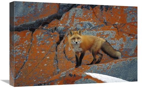 Global Gallery GCS-452500-1624-142 16 x 24 in. Red Fox on Rocks with O