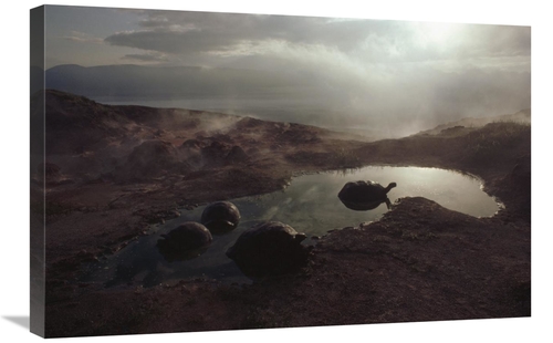 Global Gallery GCS-451324-2030-142 20 x 30 in. Galapagos Giant Tortois