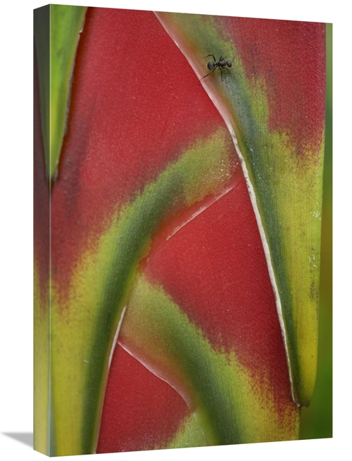 Global Gallery GCS-452182-1624-142 16 x 24 in. Ant on Heliconia, C