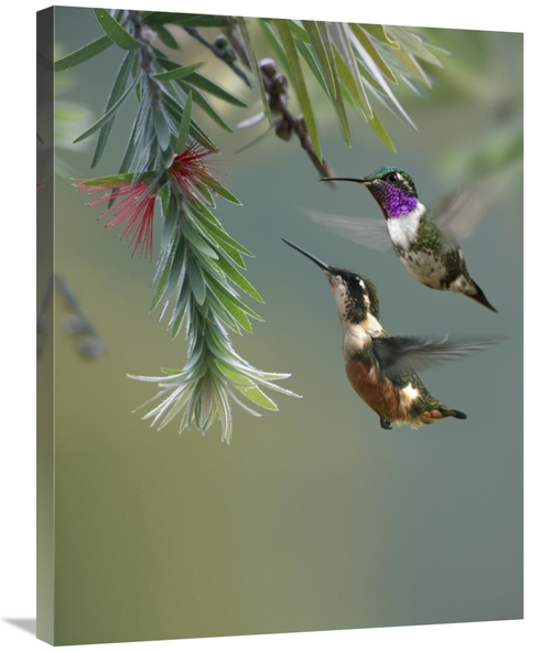 Global Gallery GCS-396988-2432-142 24 x 32 in. White-Bellied Woodstar 