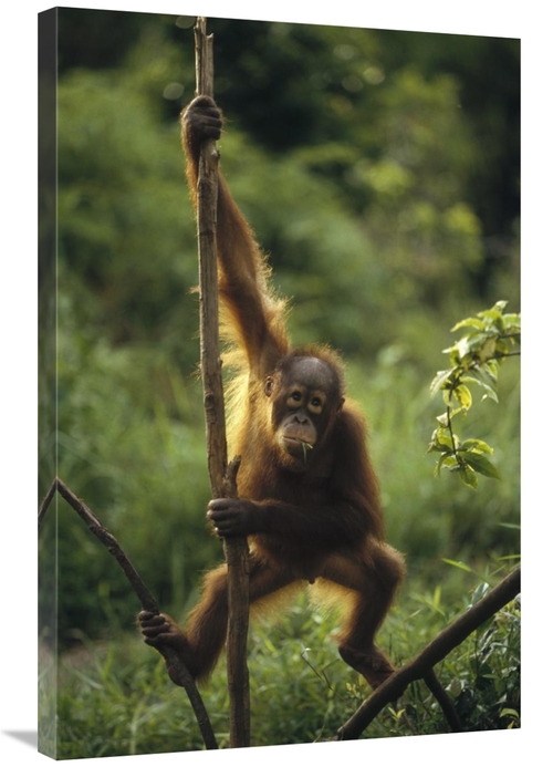 Global Gallery GCS-452477-2436-142 24 x 36 in. Orangutan Juvenile Hang