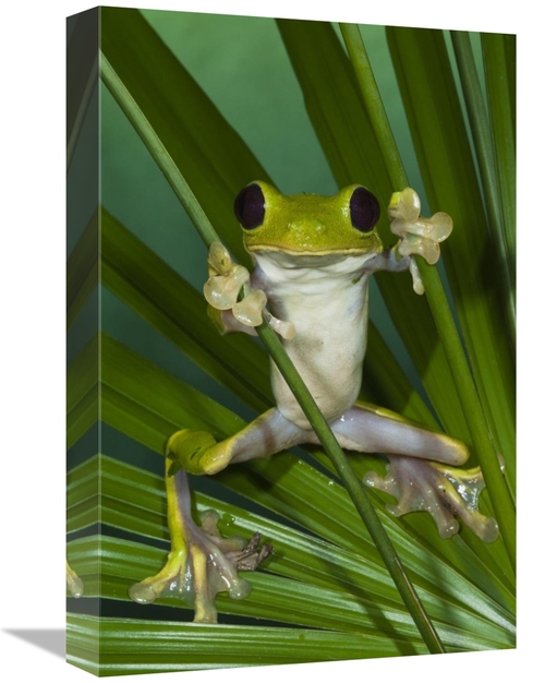 Global Gallery GCS-397899-1218-142 12 x 18 in. Gliding Leaf Frog, 
