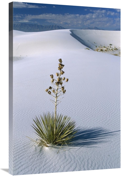 Global Gallery GCS-452619-2436-142 24 x 36 in. Soaptree Yucca in Gypsu