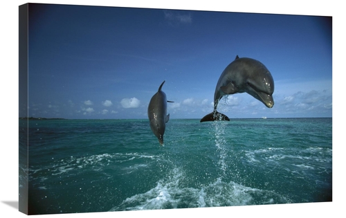 Global Gallery GCS-452429-2030-142 20 x 30 in. Bottlenose Dolphin Pair