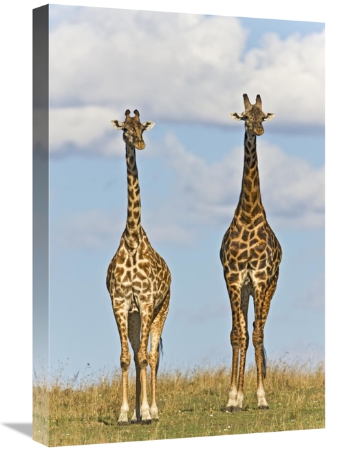 Global Gallery GCS-395346-1624-142 16 x 24 in. Masai Giraffe Male & Fe