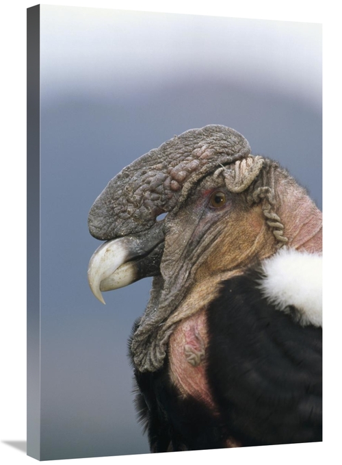 Global Gallery GCS-451246-2030-142 20 x 30 in. Andean Condor Male,