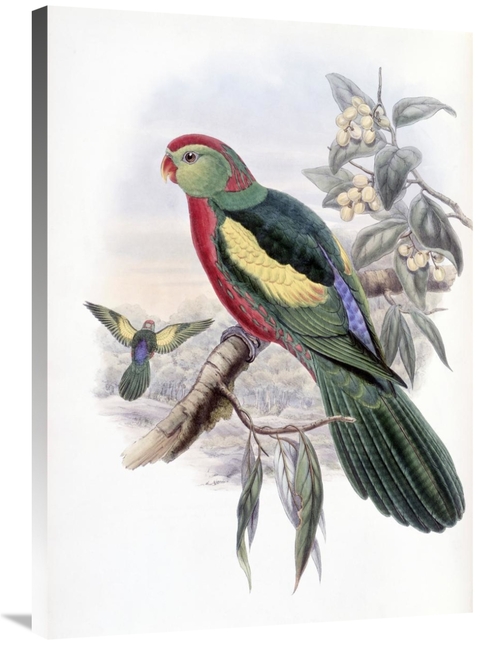 Global Gallery GCS-277736-36-142 36 in. Beautiful King Parrot Art Prin