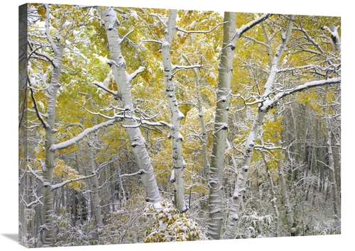 Global Gallery GCS-452177-2432-142 24 x 32 in. Quaking Aspens Near Keb