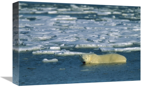 Global Gallery GCS-452633-1218-142 12 x 18 in. Polar Bear Wading in Wa