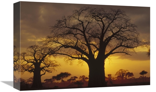 Global Gallery GCS-452868-1218-142 12 x 18 in. Baobab Tree Silhouetted