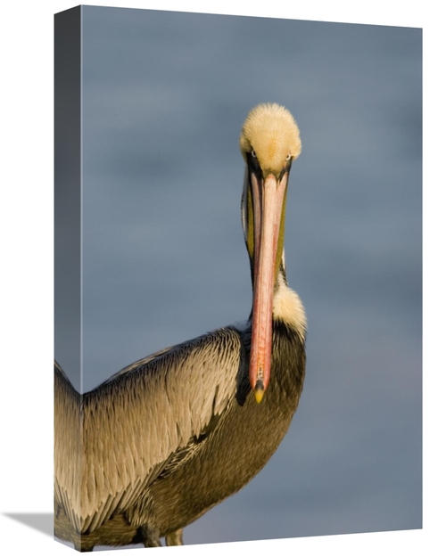 Global Gallery GCS-453340-1218-142 12 x 18 in. Brown Pelican Adult Por