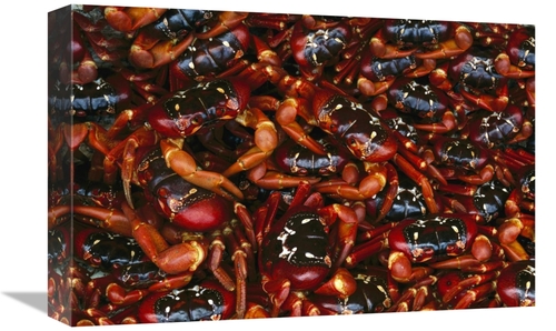 Global Gallery GCS-395899-1218-142 12 x 18 in. Christmas Island Red Cr