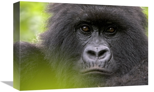 Global Gallery GCS-395337-1218-142 12 x 18 in. Mountain Gorilla Female