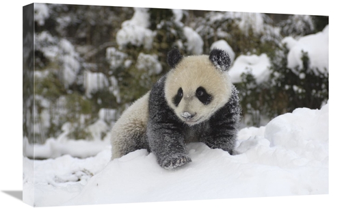 Global Gallery GCS-395895-1624-142 16 x 24 in. Giant Panda Cub Playing