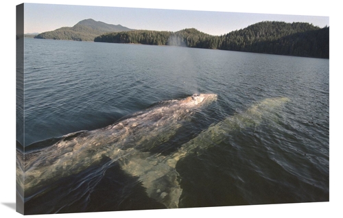 Global Gallery GCS-450812-2436-142 24 x 36 in. Gray Whale Surfacing to