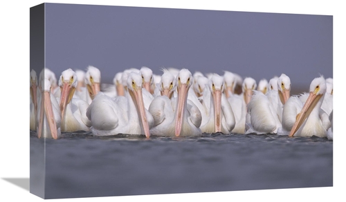 Global Gallery GCS-451999-1218-142 12 x 18 in. American White Pelican 