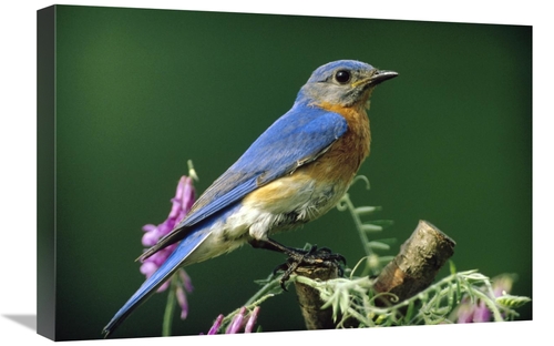 Global Gallery GCS-396249-1624-142 16 x 24 in. Eastern Bluebird Male P