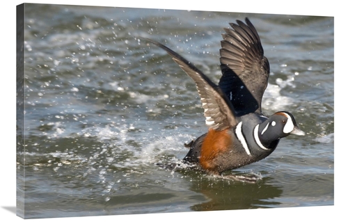 Global Gallery GCS-397388-2436-142 24 x 36 in. Harlequin Duck Male Tak