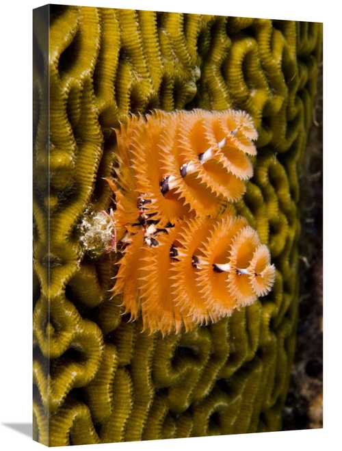Global Gallery GCS-397894-1624-142 16 x 24 in. Christmas Tree Worm Fil