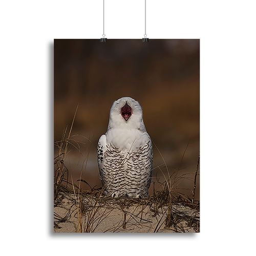 A Snowy Owl Chirping Canvas Print or Poster