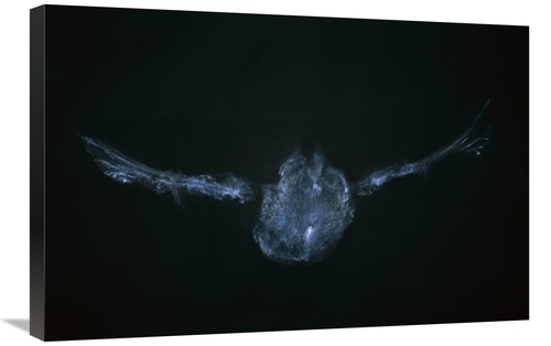 Global Gallery GCS-397376-2030-142 20 x 30 in. Eastern Screech Owl Pow